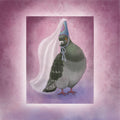 Princess Court: Pigeon